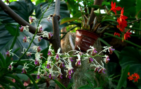 Orchidées aa
