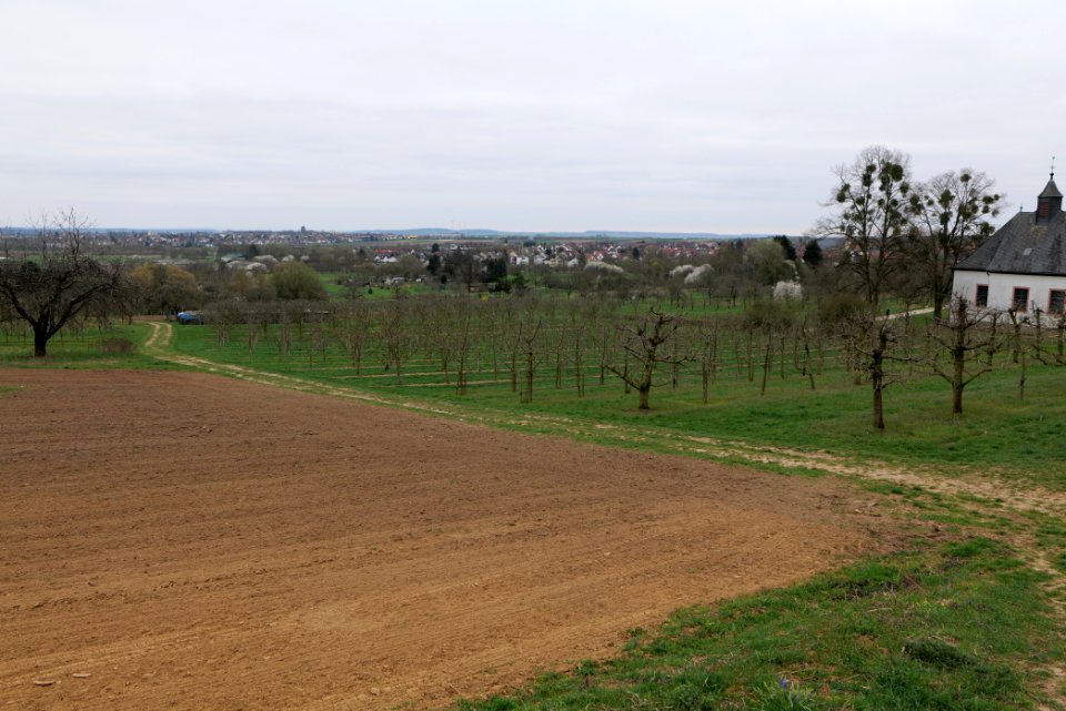 Orchard Ockstadt 2021-04-02 23