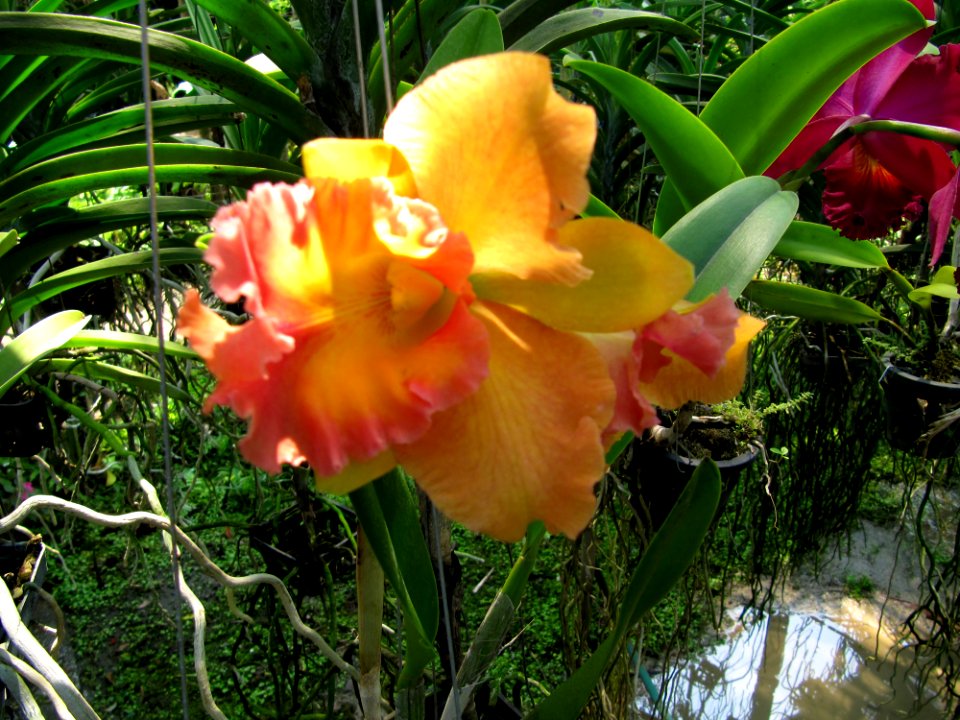 Orchidée jaune et rose