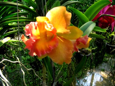 Orchidée jaune et rose