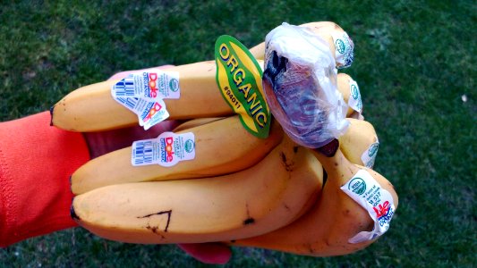 Organic bananas with plastic stickers