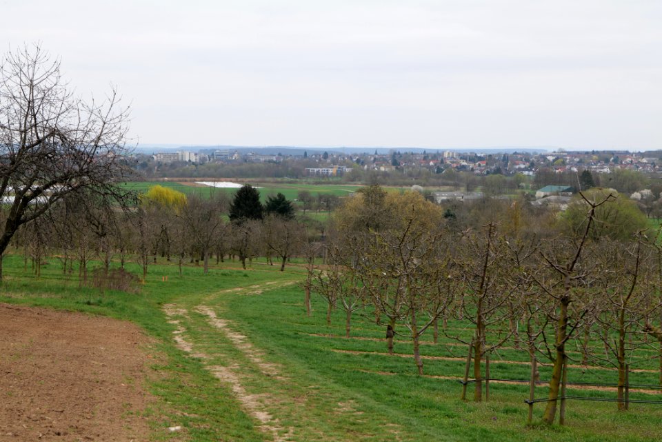 Orchard Ockstadt 2021-04-02 19