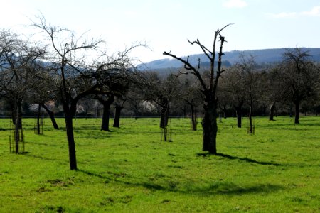 Orchard in Köppern 2021-04-02 04