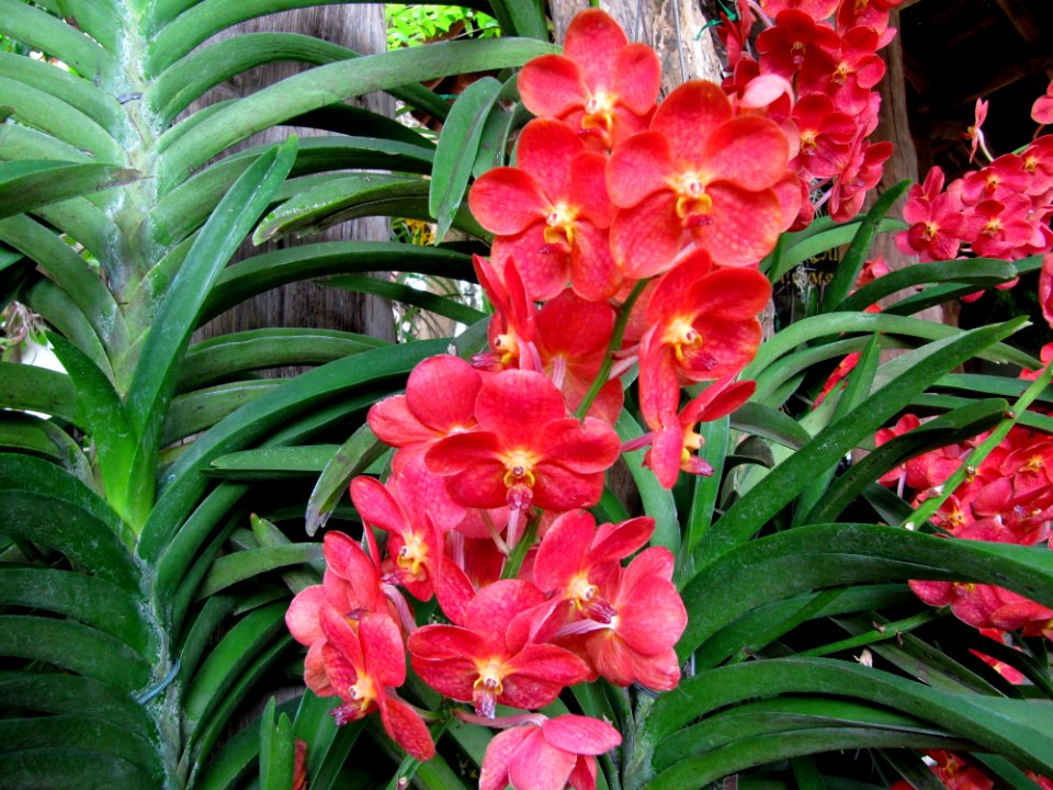Orchidées de Thailande 08