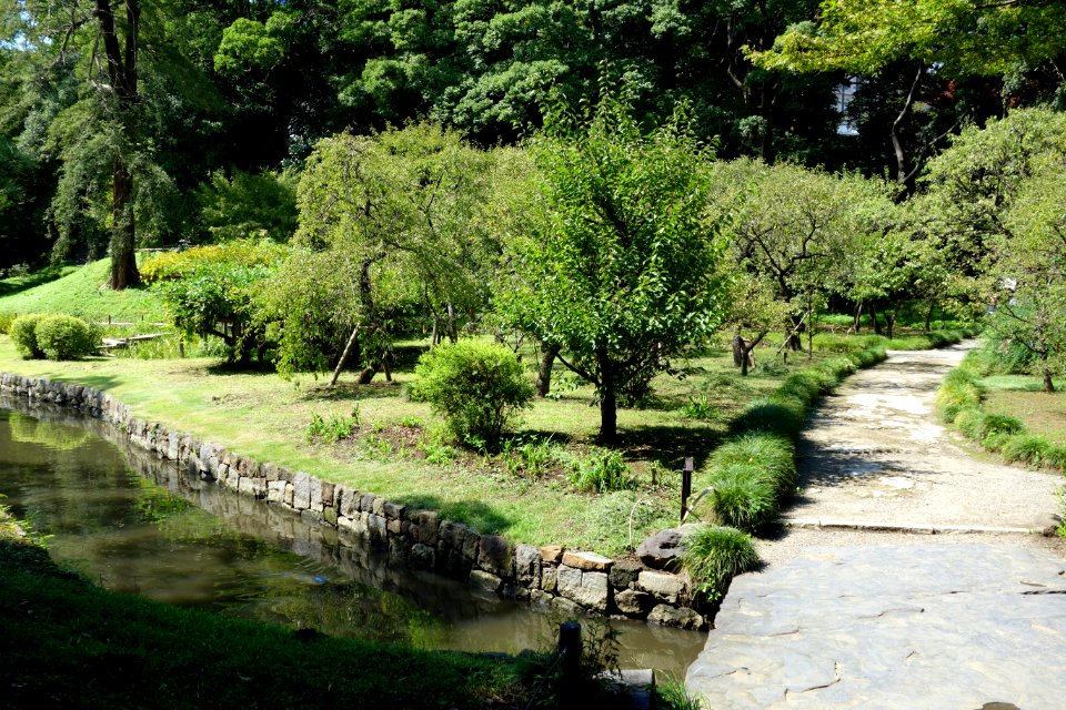 Orchard - Koishikawa Korakuen - DSC09229