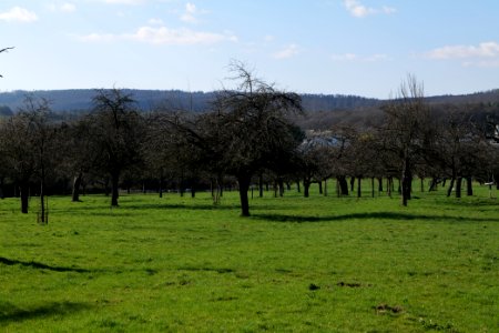 Orchard in Köppern 2021-04-02 06