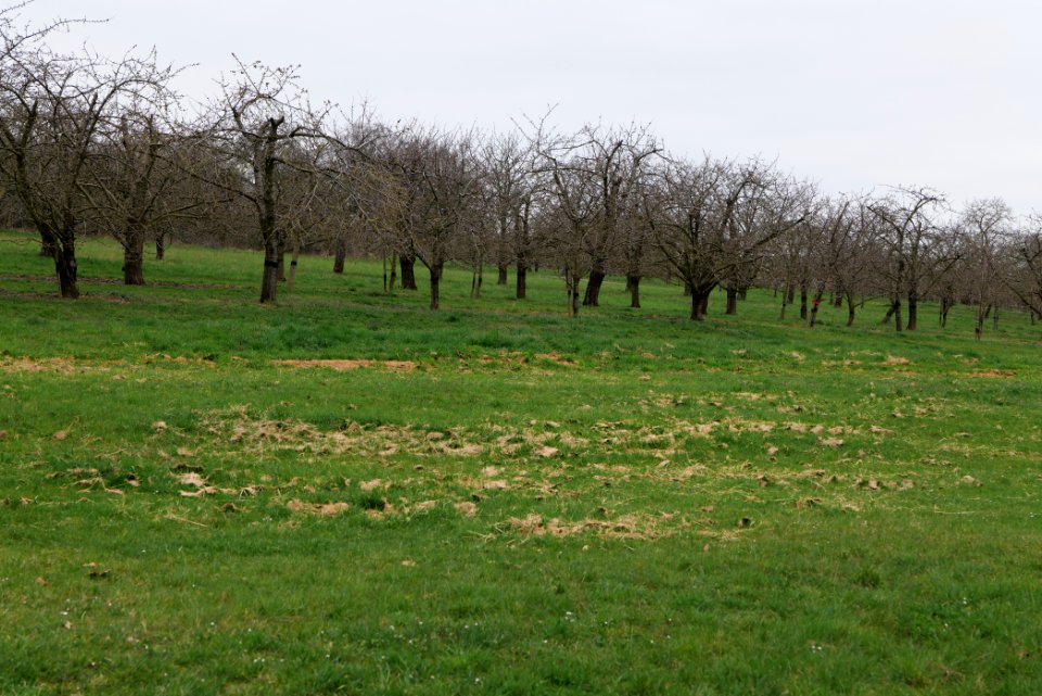 Orchard Ockstadt 2021-04-02 25