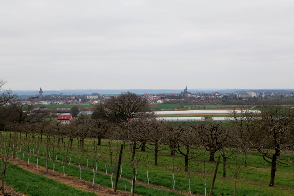 Orchard Ockstadt 2021-04-02 28