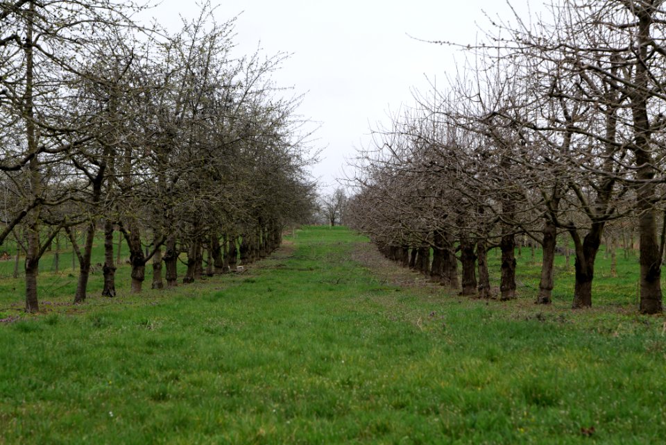 Orchard Ockstadt 2021-04-02 20
