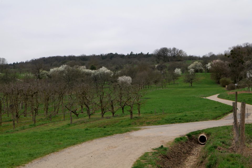 Orchard Ockstadt 2021-04-02 13