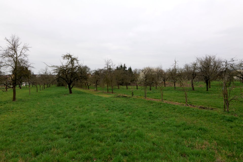 Orchard Ockstadt 2021-04-02 05