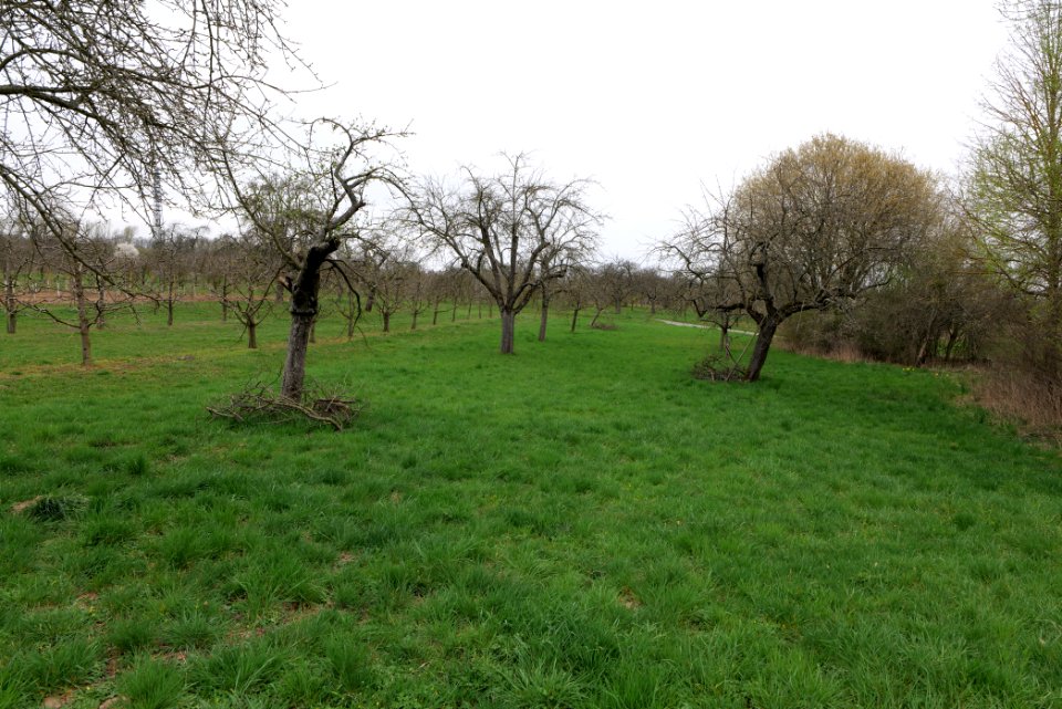 Orchard Ockstadt 2021-04-02 14