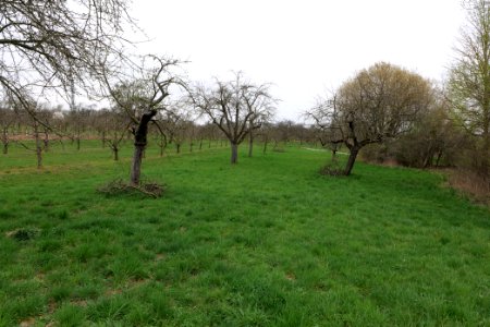 Orchard Ockstadt 2021-04-02 14