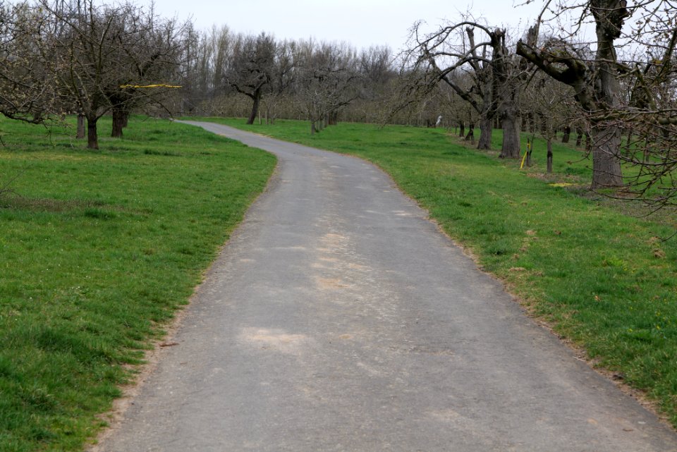 Orchard Ockstadt 2021-04-02 35