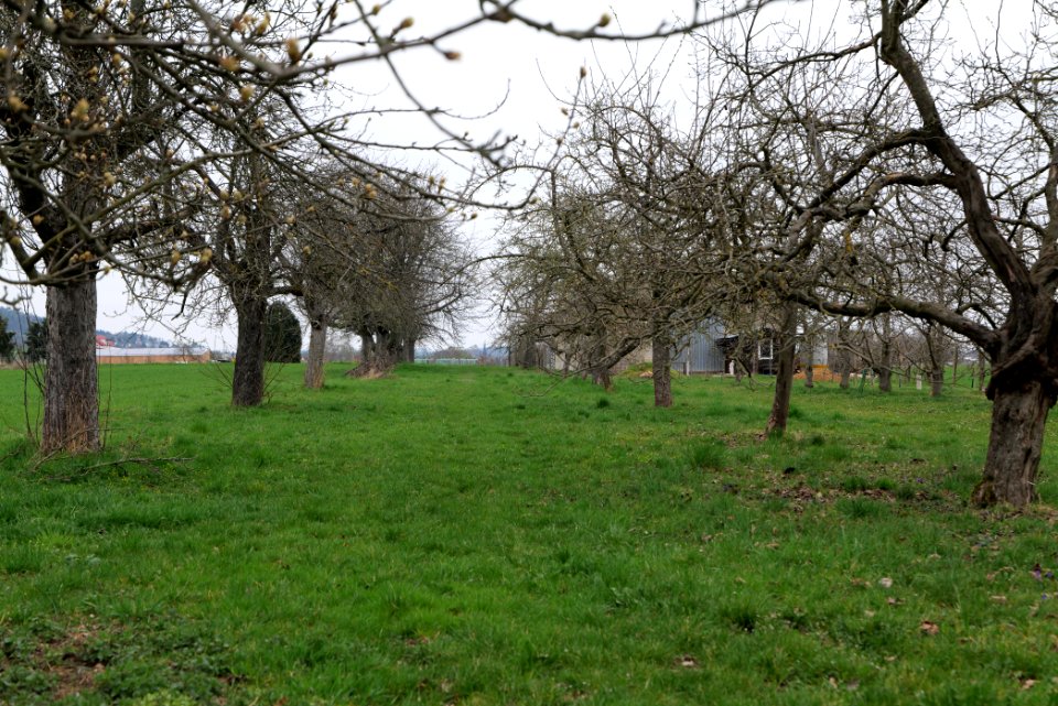 Orchard Ockstadt 2021-04-02 03