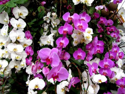 Orchidées 1