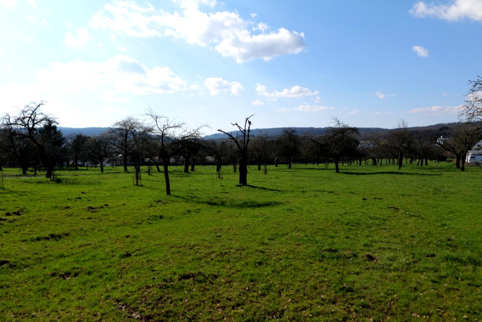 Orchard in Köppern 2021-04-02 01