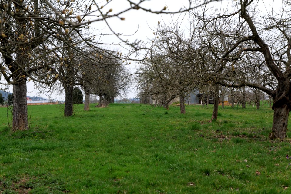 Orchard Ockstadt 2021-04-02 02