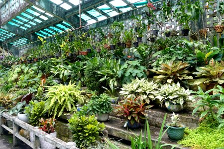 Orchid House interior - Saigon Zoo and Botanical Gardens - Ho Chi Minh City, Vietnam - DSC01280