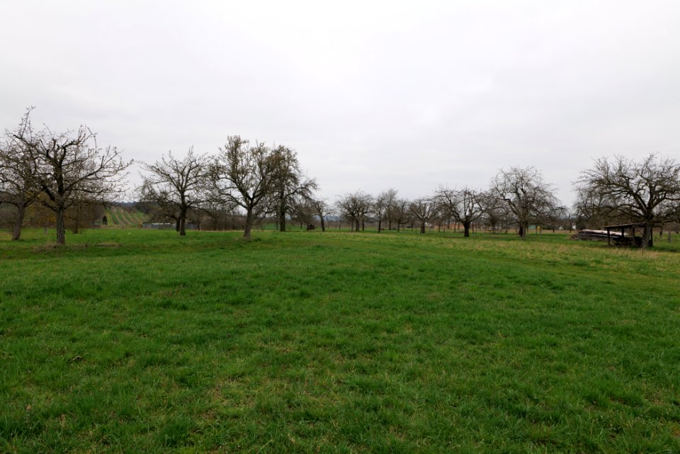 Orchard Ockstadt 2021-04-02 04