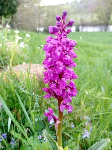 Orchis mâle (Orchis mascula) 01