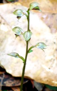 Orchid Chatswood probably Acianthus fornicatus