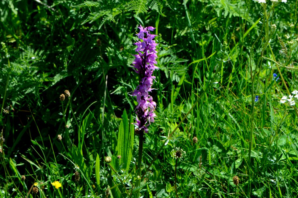 Orchis mascula Anthese 02