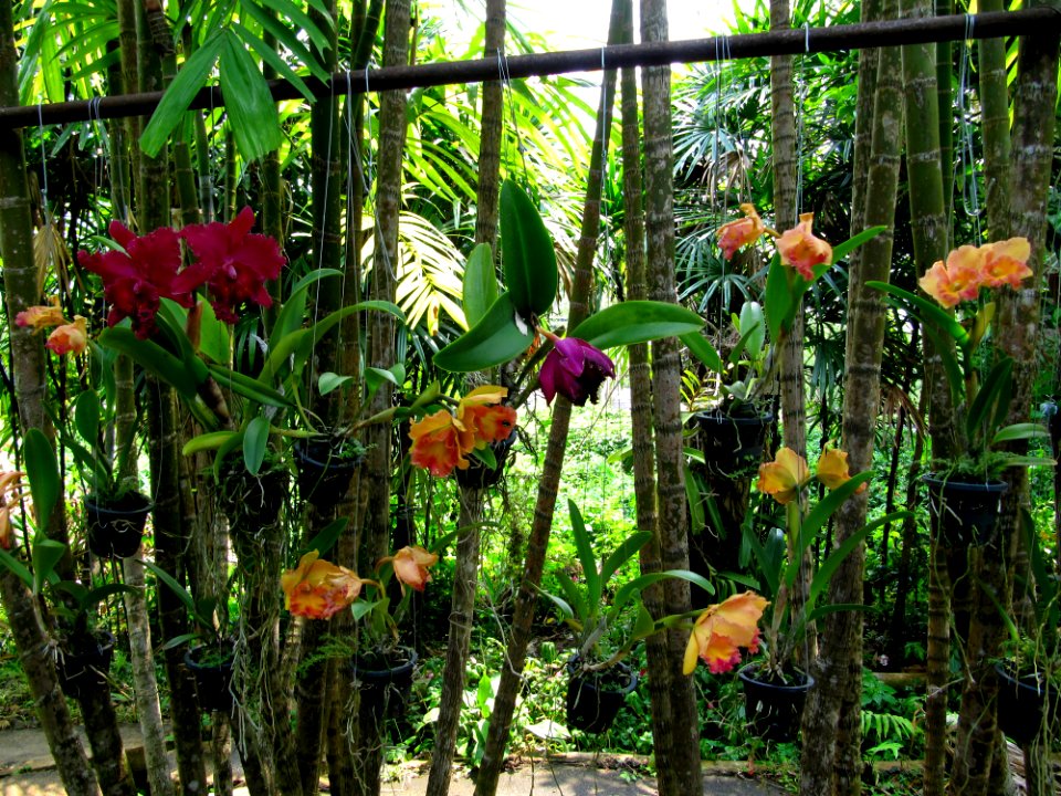 Orchidées de Thailande