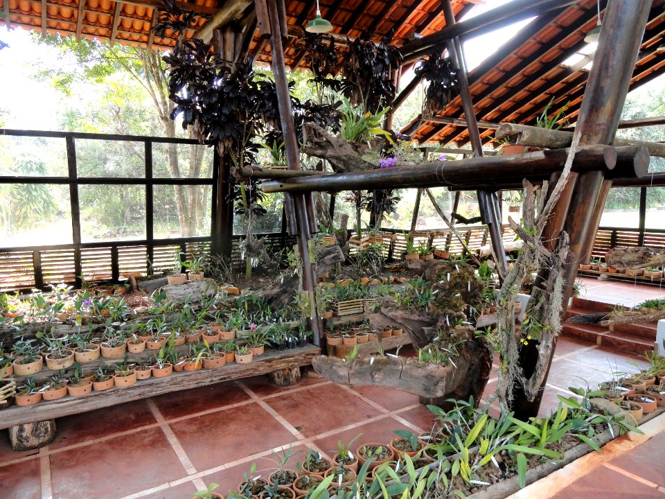 Orchid Nursery Margaret Mee - Jardim Botânico de Brasília - DSC09738