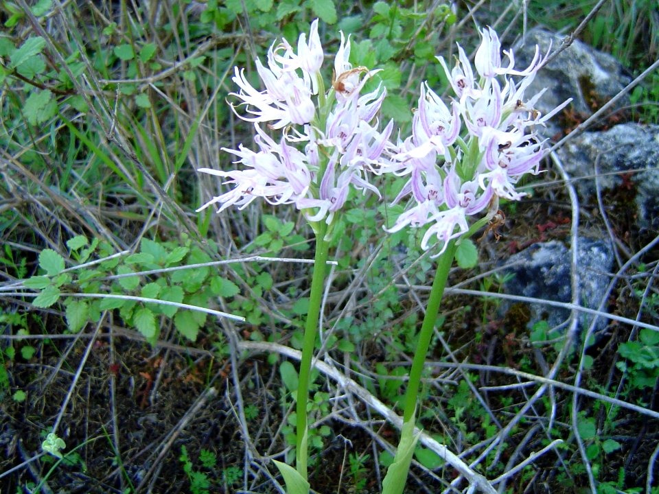 Orchidee, Kritou Terra, Cyprus 2004