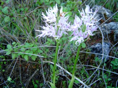 Orchidee, Kritou Terra, Cyprus 2004