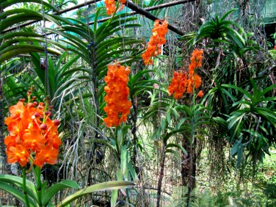 Orchidées de Thailande 05