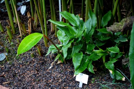 Orchidantha maxillarioides - Botanischer Garten - Heidelberg, Germany - DSC01134