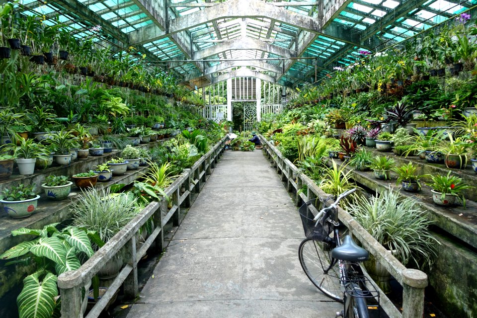 Orchid House interior - Saigon Zoo and Botanical Gardens - Ho Chi Minh City, Vietnam - DSC01273