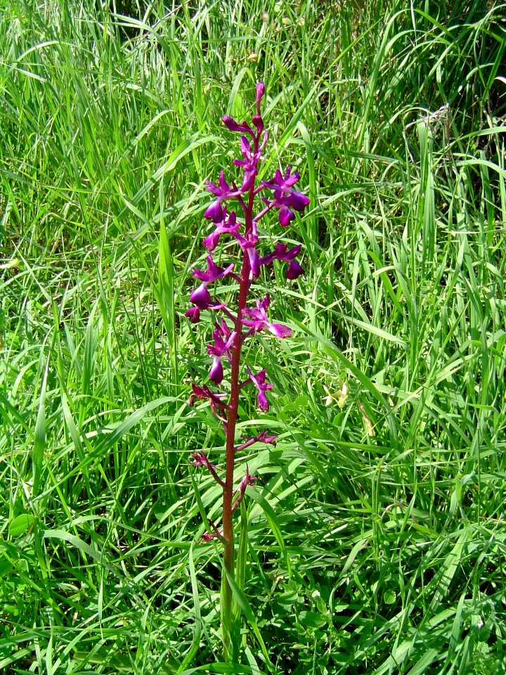 Orchidee in Kritou Terra (Cyprus)