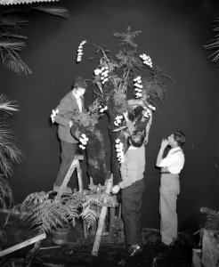 Orchidee tentoonstelling Amsterdam Opening, Bestanddeelnr 908-1280