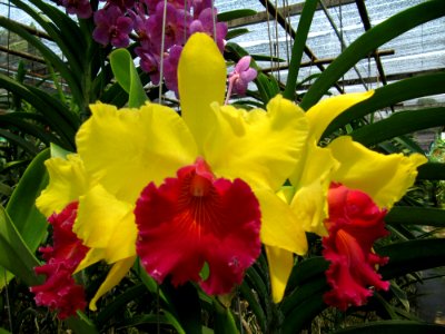 Orchidées de Thailande 3