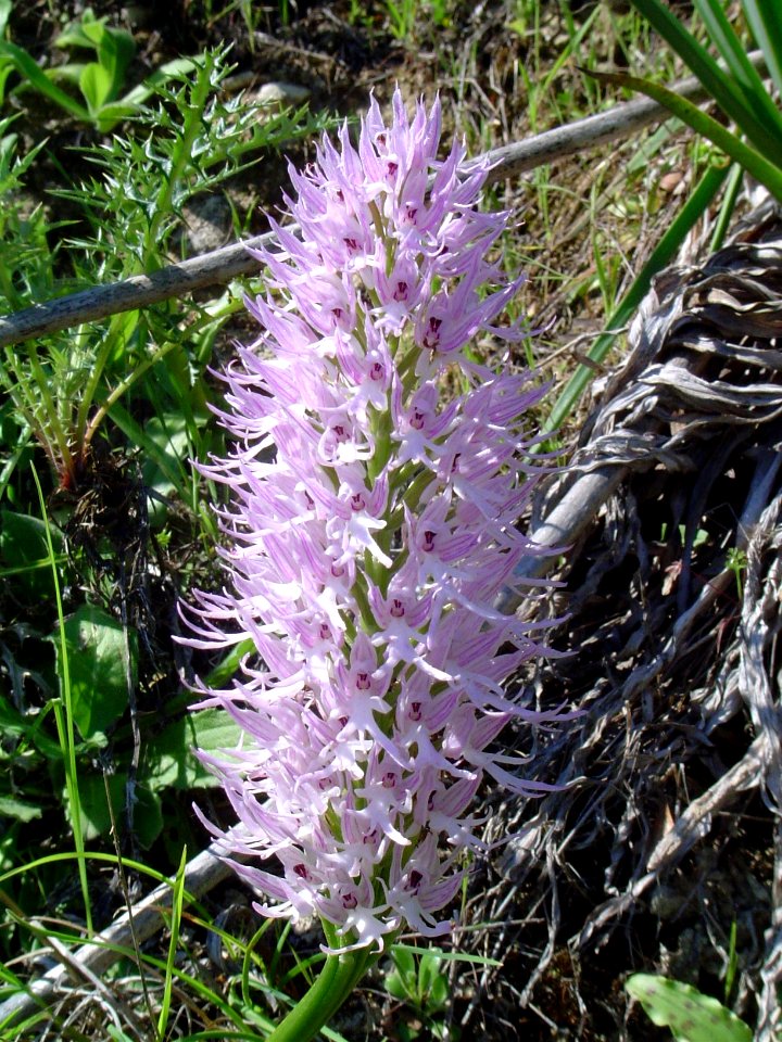 Orchidee in Kritou Terra (Cyprus 2004)