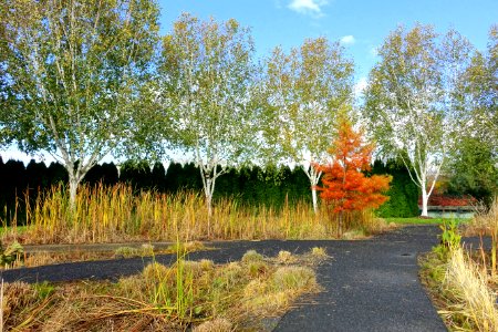 Oregon Garden - Silverton, Oregon - DSC00304