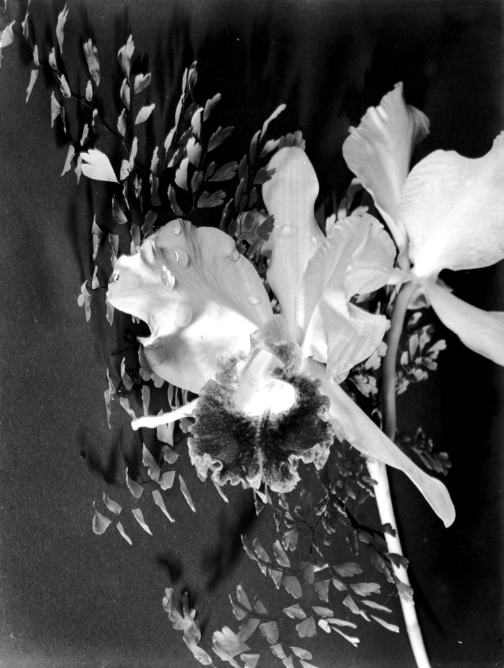 Orchidee, Bestanddeelnr 189-0823