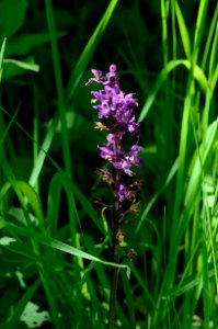 Orchis mascula inflorescence