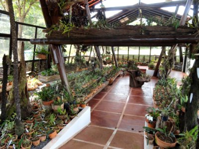 Orchid Nursery Margaret Mee - Jardim Botânico de Brasília - DSC09740