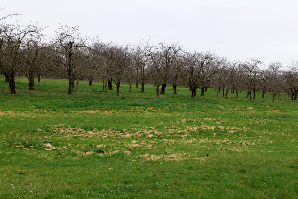 Orchard Ockstadt 2021-04-02 26
