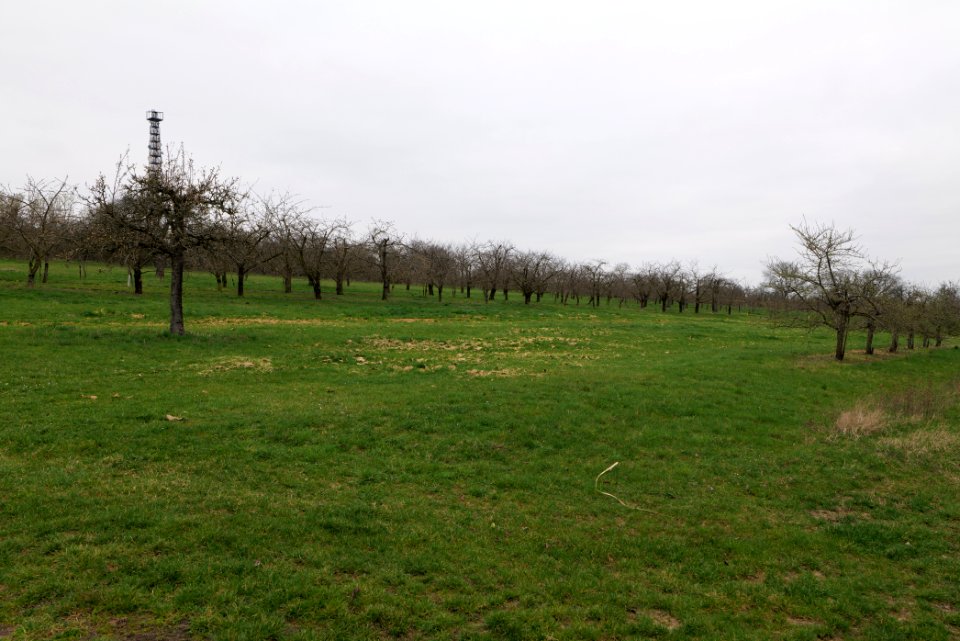 Orchard Ockstadt 2021-04-02 24