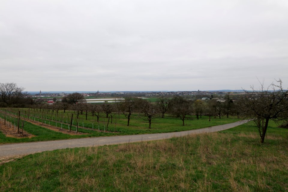 Orchard Ockstadt 2021-04-02 29