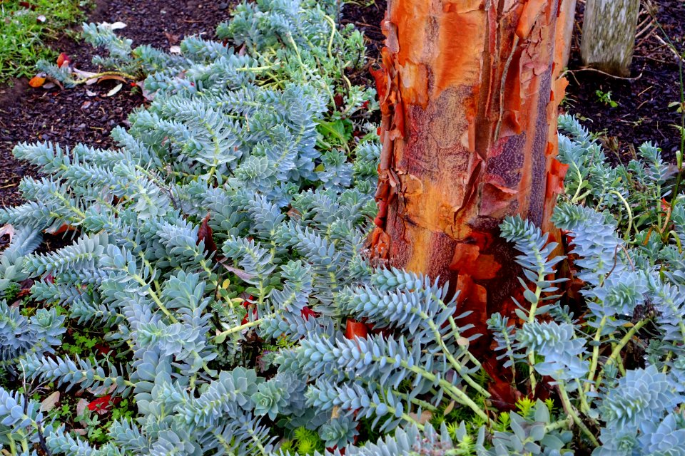 Oregon Garden - Silverton, Oregon - DSC00226