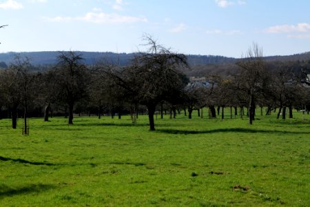 Orchard in Köppern 2021-04-02 05