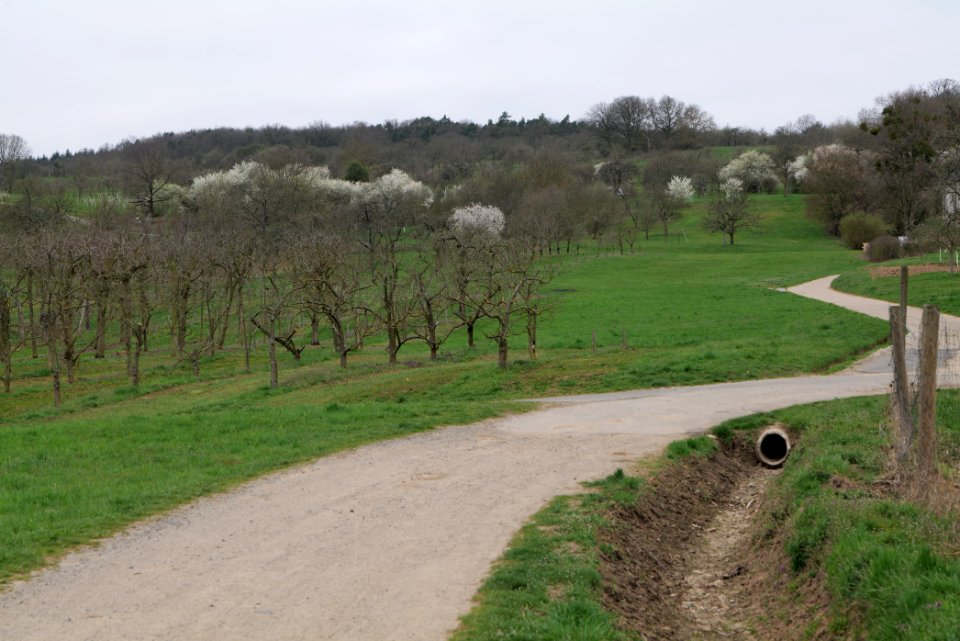 Orchard Ockstadt 2021-04-02 12