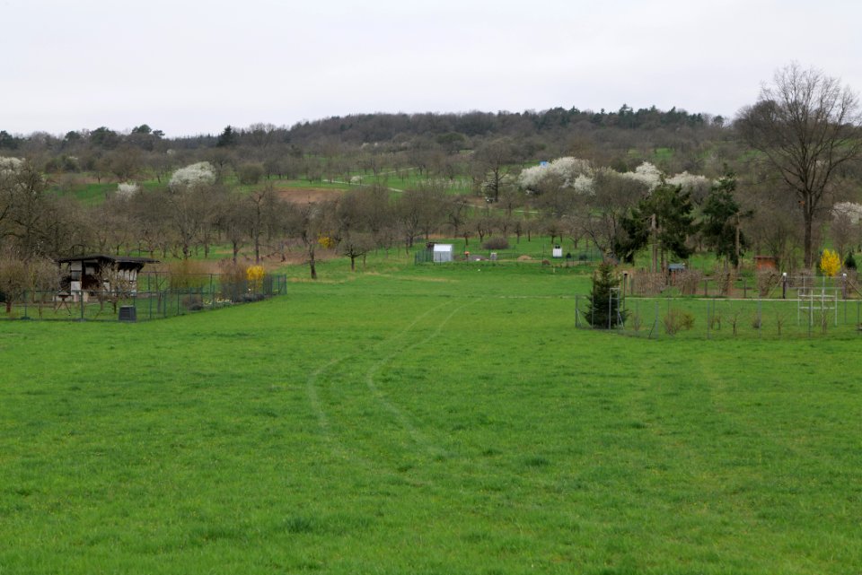 Orchard Ockstadt 2021-04-02 10