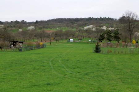 Orchard Ockstadt 2021-04-02 10